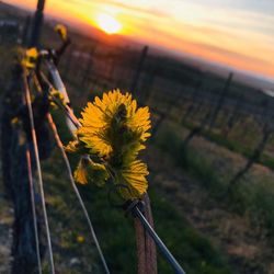 Austrieb im Weinberg